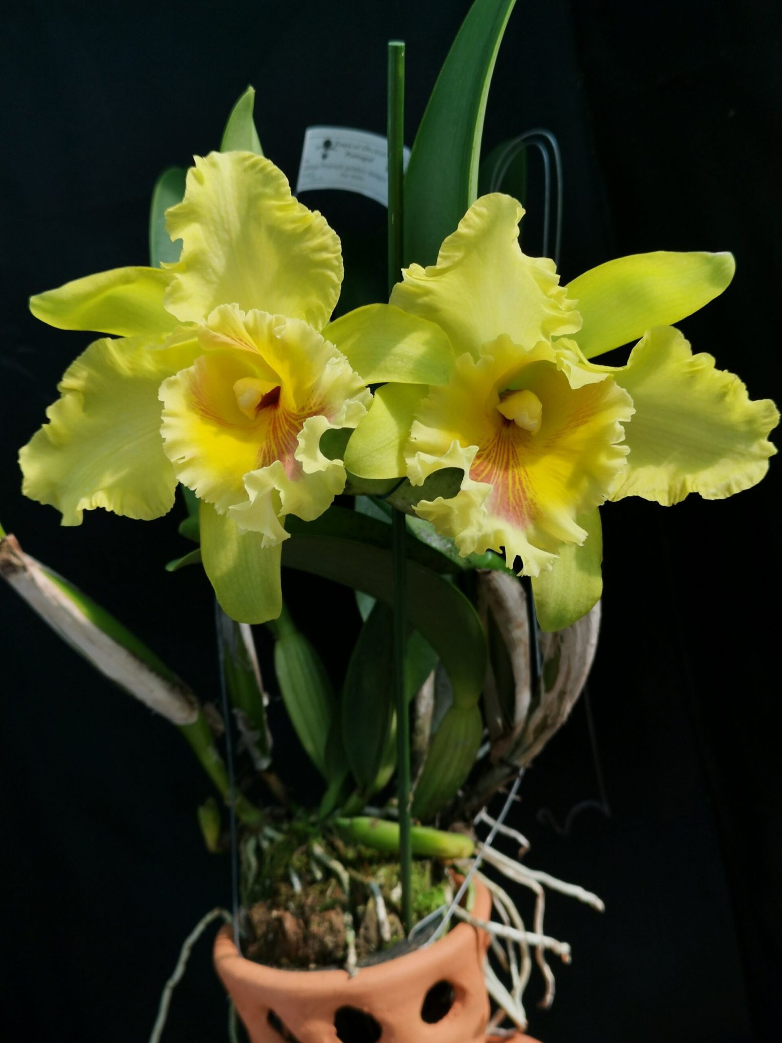Rlc. Ploenpit Golden Delight