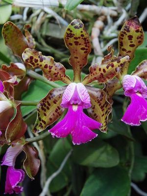 Cattleya Peckhaviensis