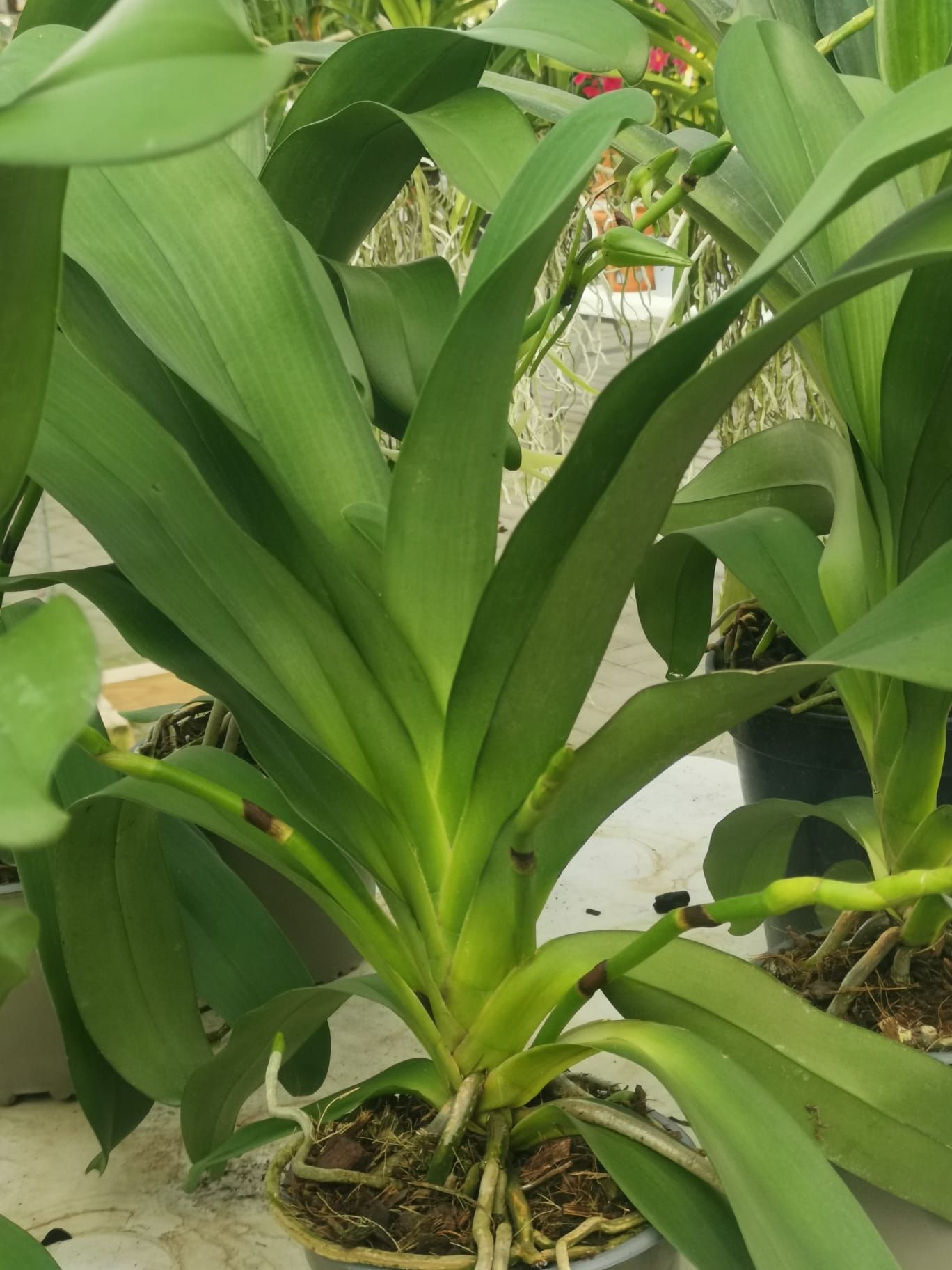 Angraecum Veitchii 01