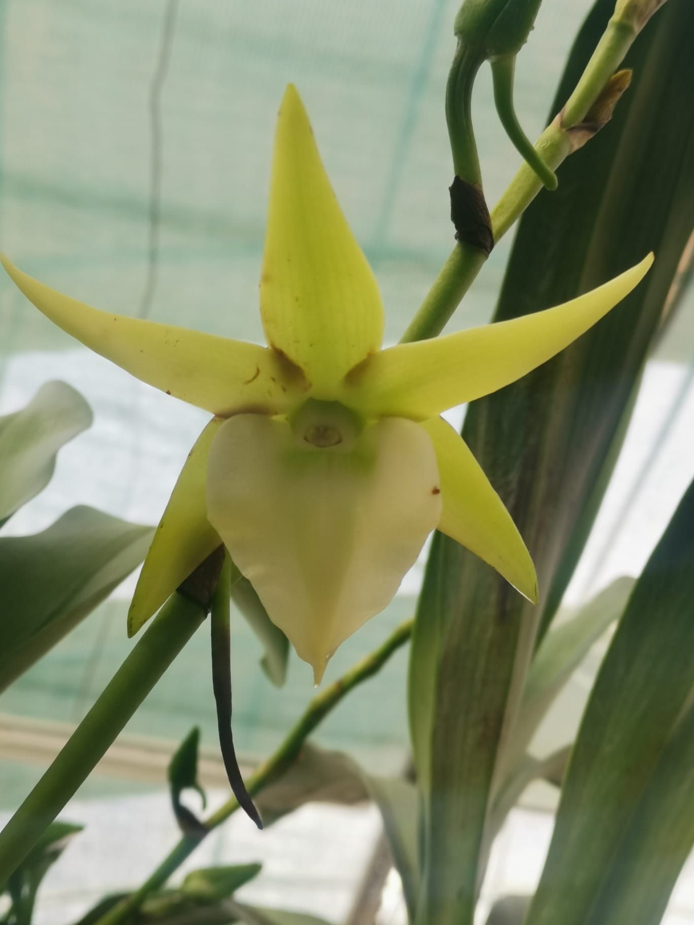 Angraecum Veitchii