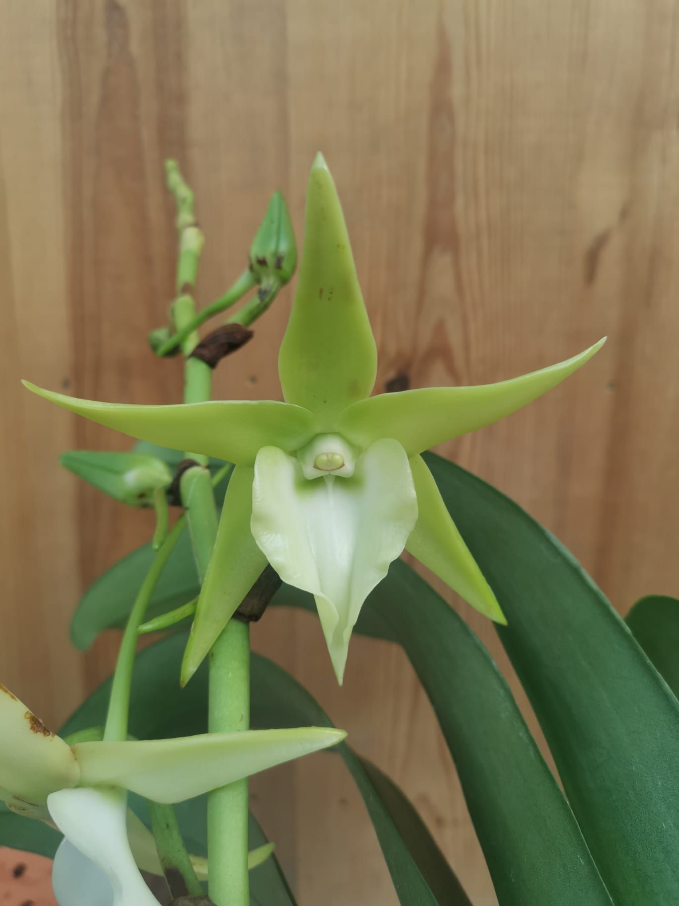 Angraecum Veitchii