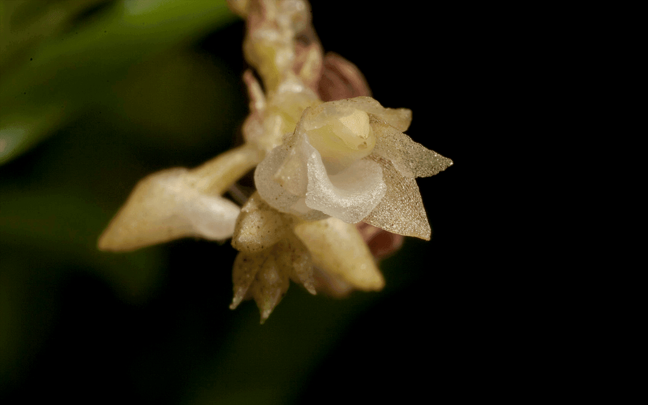 Appendicula hexandra