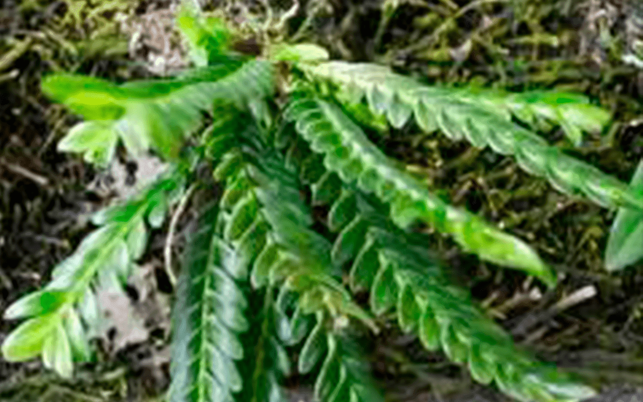 Appendicula hexandra - Imagen 3