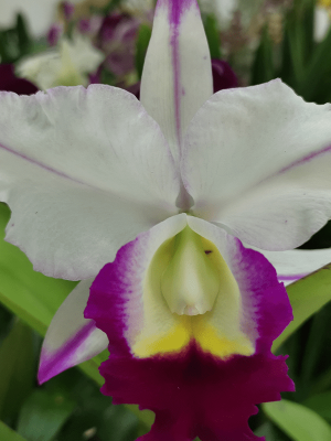 Blc. Mem Anna Balmores