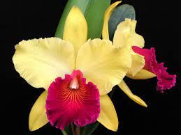 Blc-Alma-Kee-Tipmalee-01-1-1