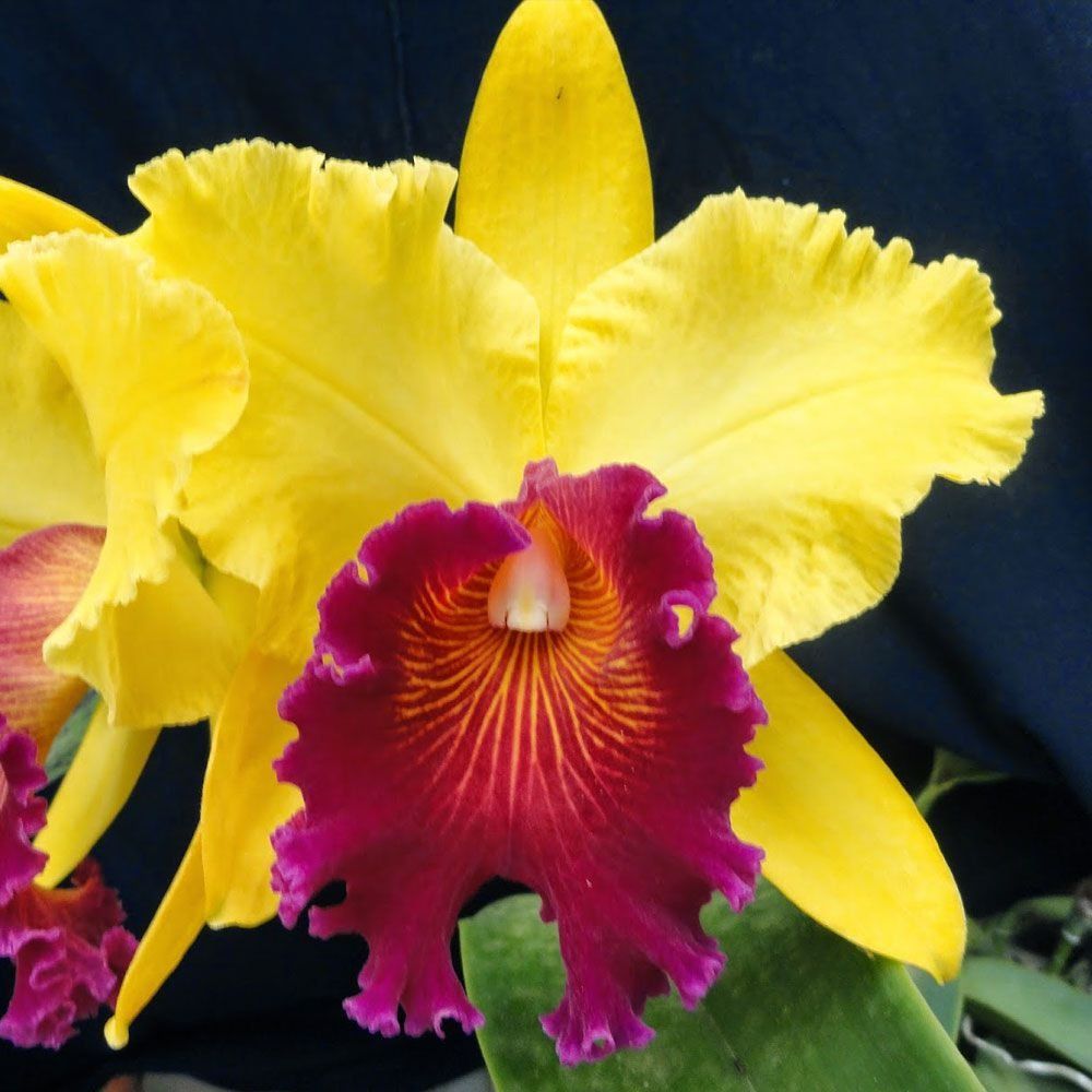 Blc-Alma-Kee-Tipmalee-02-1-1