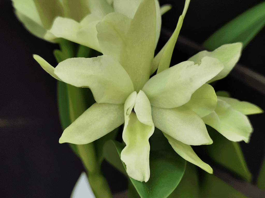 Blc. Sonnenberg Hibrid #9105