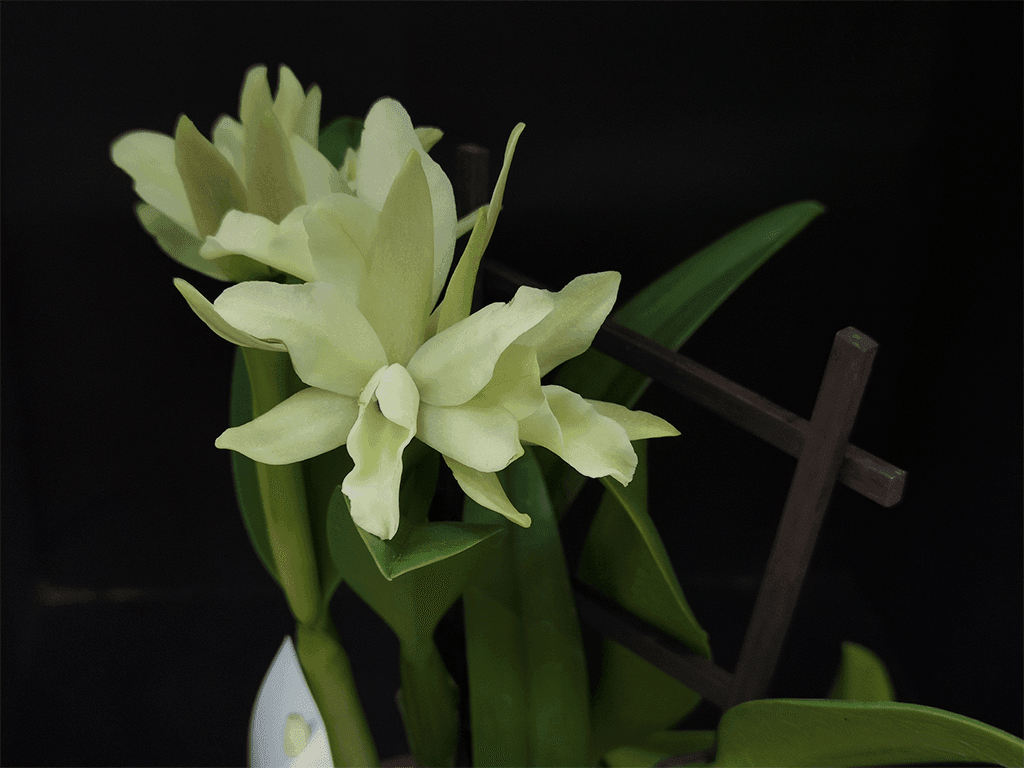 Blc. Sonnenberg Hibrid #9105 - Image 3