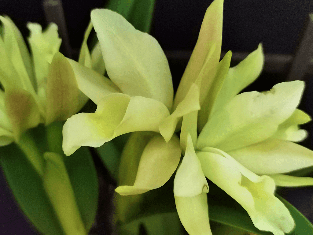 Blc. Sonnenberg Hibrid #9105 - Image 2