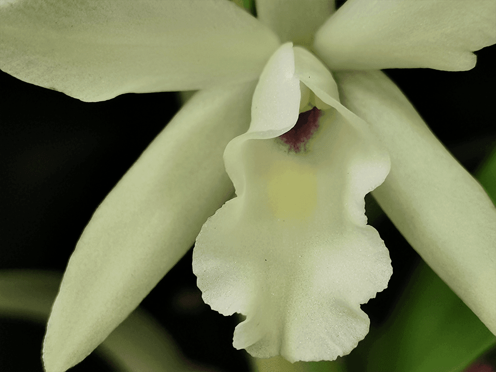Blc. Sonnenberg Hibrid #9107 - Image 3