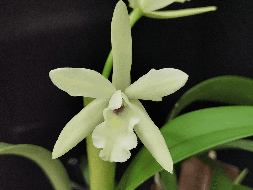Blc. Sonnenberg Hibrid #9107