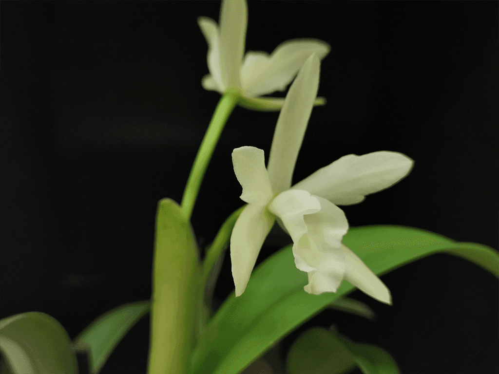 Blc. Sonnenberg Hibrid #9107 - Image 2