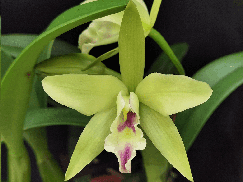 Blc. Sonnenberg Hibrid #9112
