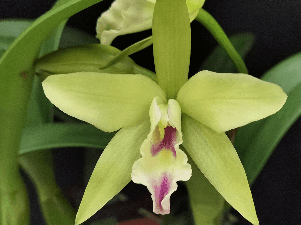 Blc. Sonnenberg Hibrid #9112 - Image 3