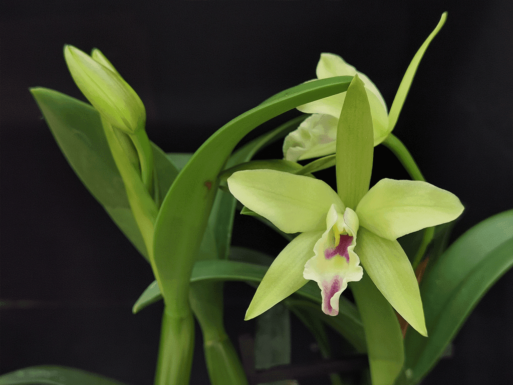 Blc. Sonnenberg Hibrid #9112 - Image 2