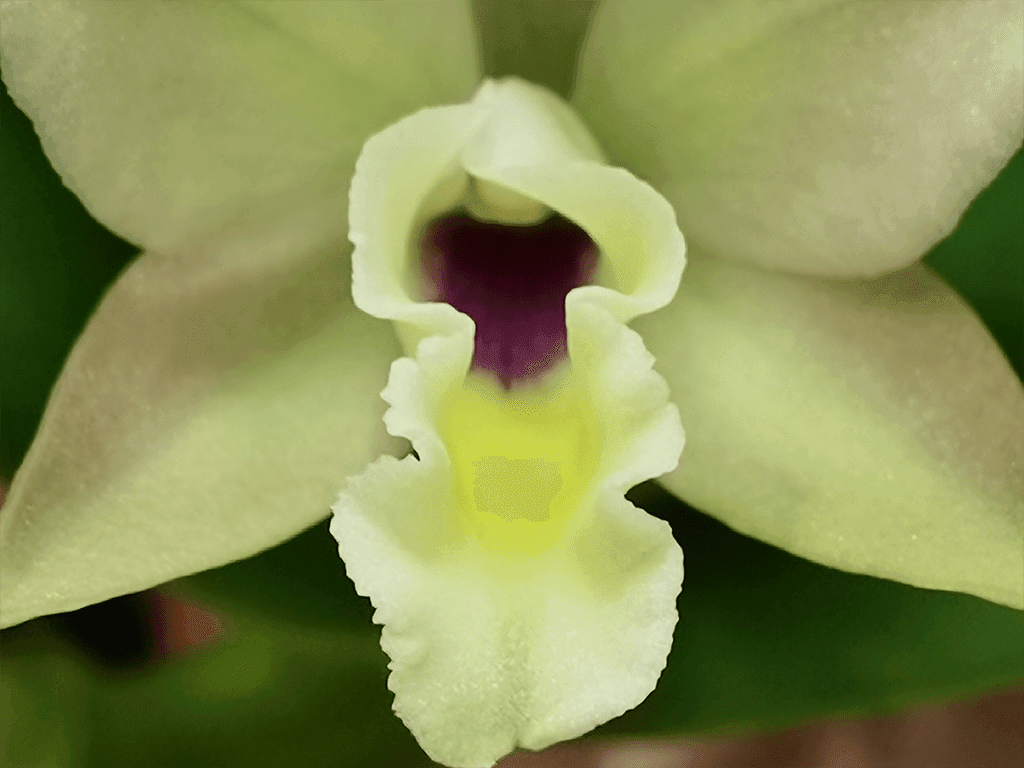 Blc. Sonnenberg Hibrid #9116 - Image 3