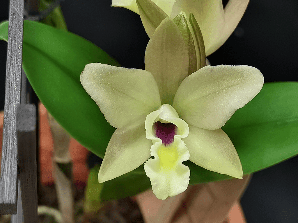 Blc. Sonnenberg Hibrid #9116