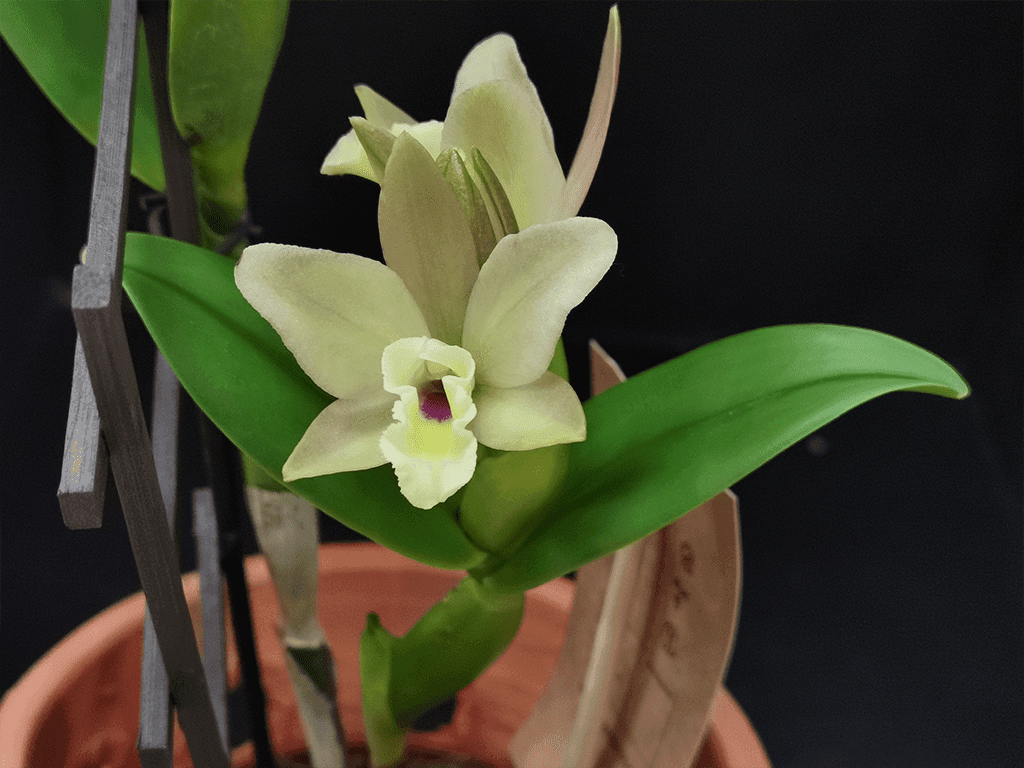 Blc. Sonnenberg Hibrid #9116 - Image 2