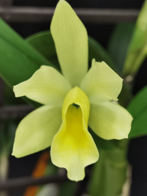 Blc. Sonnenberg Hibrid #9117