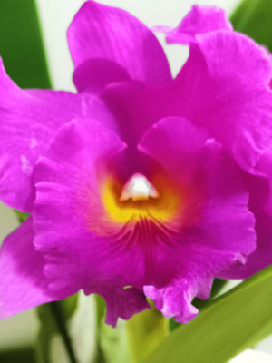 Blc. Pink Empress 'Ju-sen' AM AOS