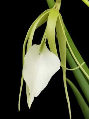 Brassavola nodosa