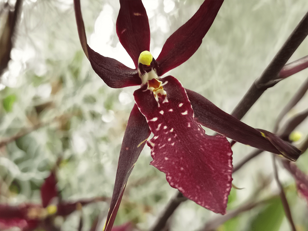 Brassia-Summer-Dreams-01-1-1