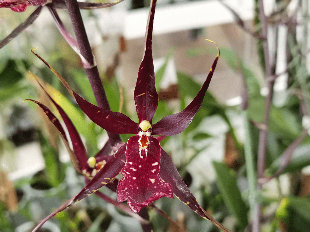 Brassia-Summer-Dreams-02-1-1