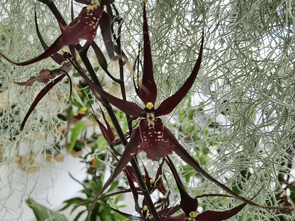 Brassia-Summer-Dreams-03-1-1