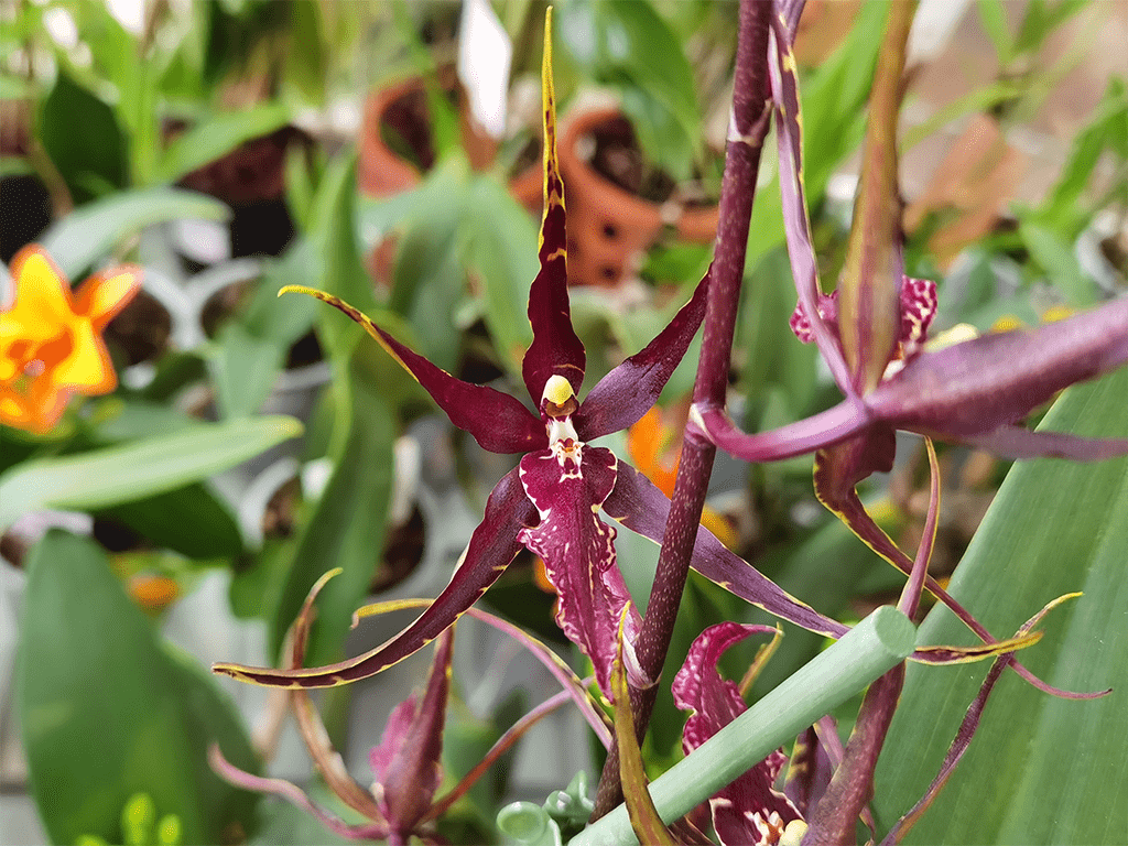 Brassia-Summer-Dreams-1-1