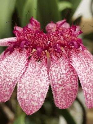 Bulbophyllum eberhardtii