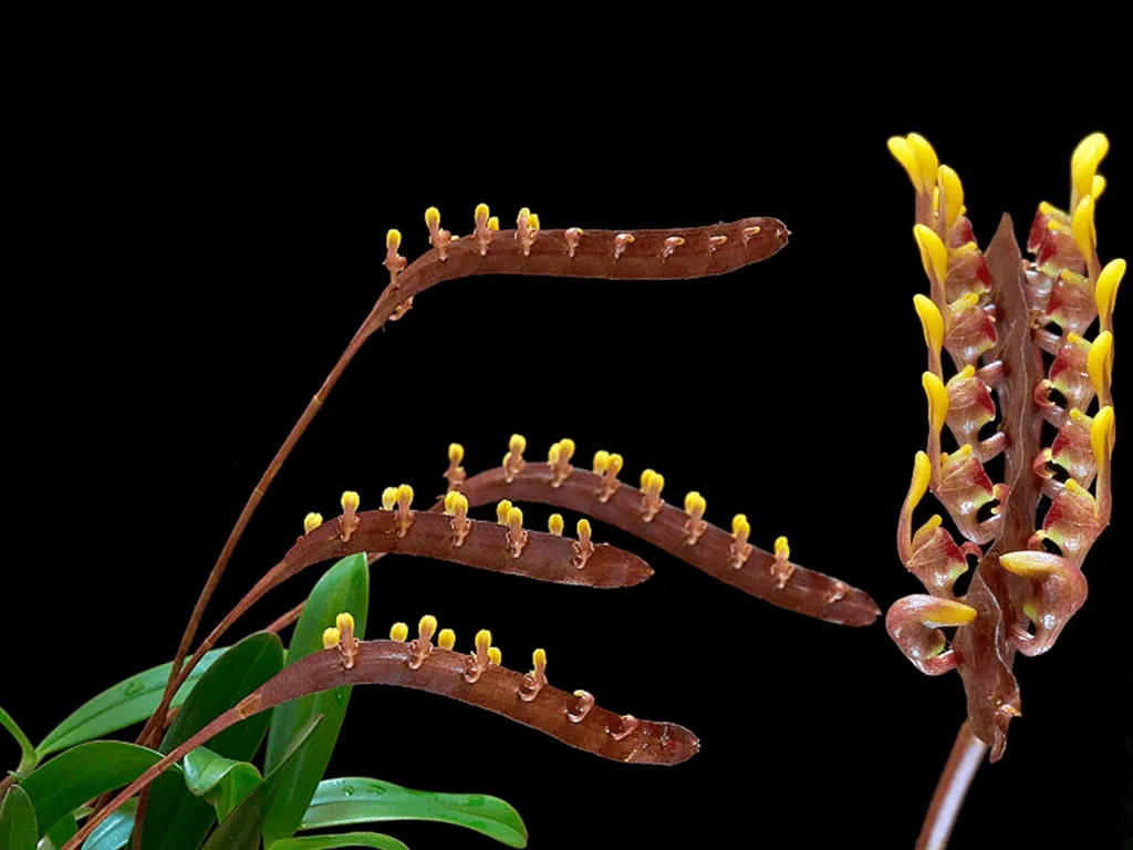 Bulbophyllum falcatum - Image 2