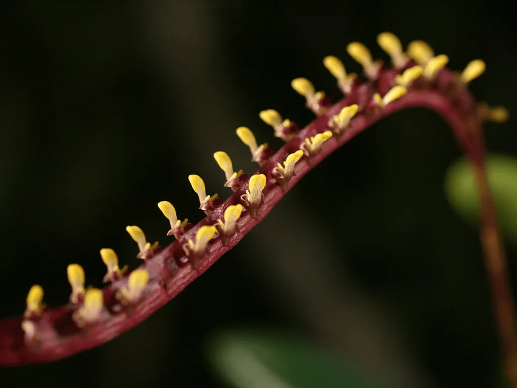 Bulbophyllum falcatum