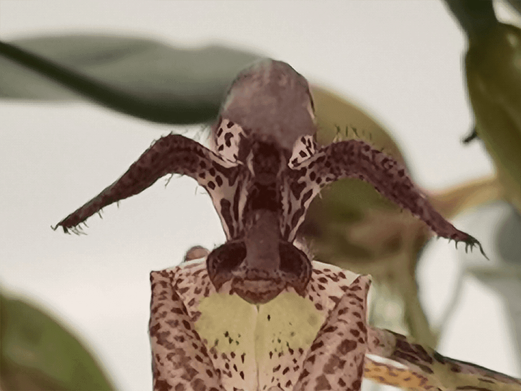 Bulbophyllum lasiochilum - Image 2