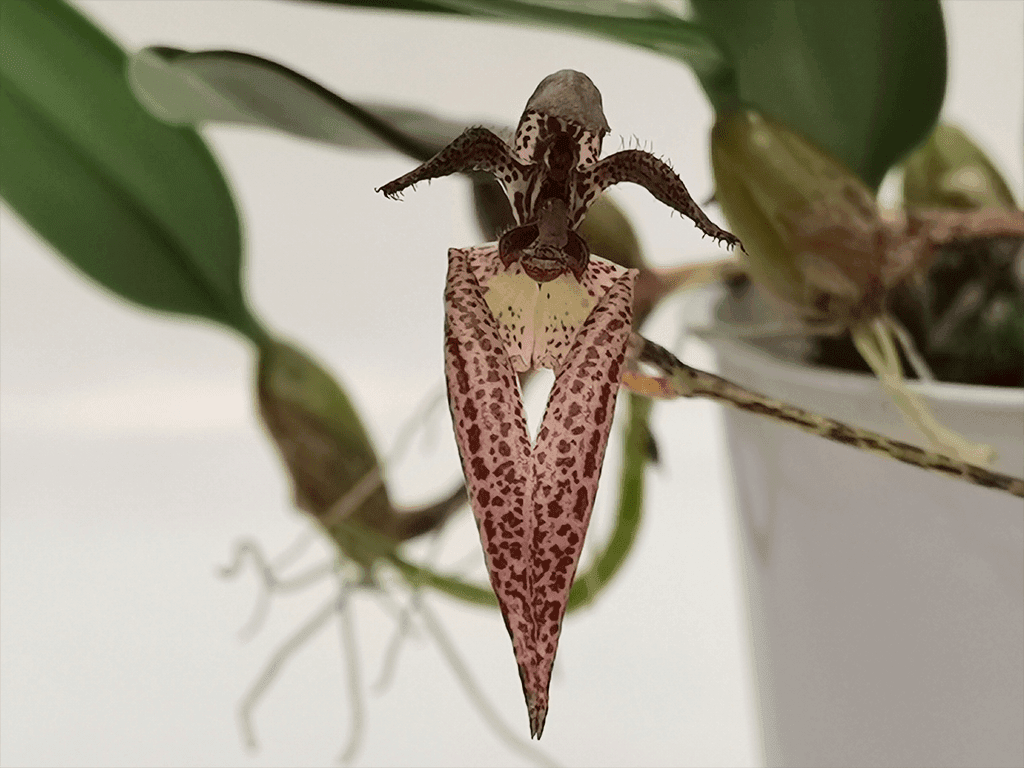 Bulbophyllum lasiochilum