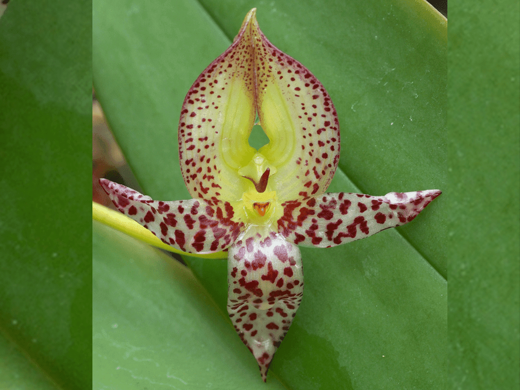 Bulbophyllum macranthum