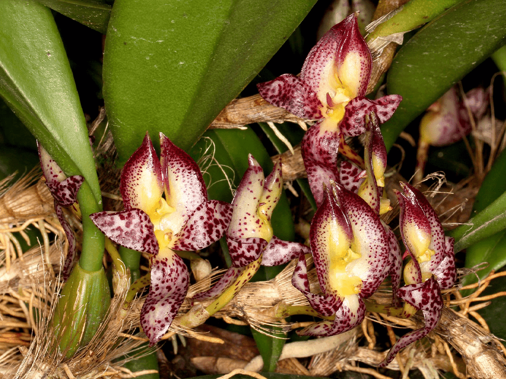 Bulbophyllum macranthum - Image 2