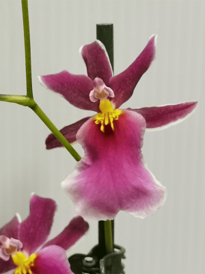 Cambria Pink