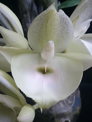Catasetum pileatum alba