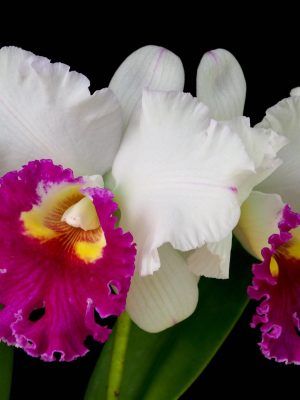 Rlc. Ann Joi