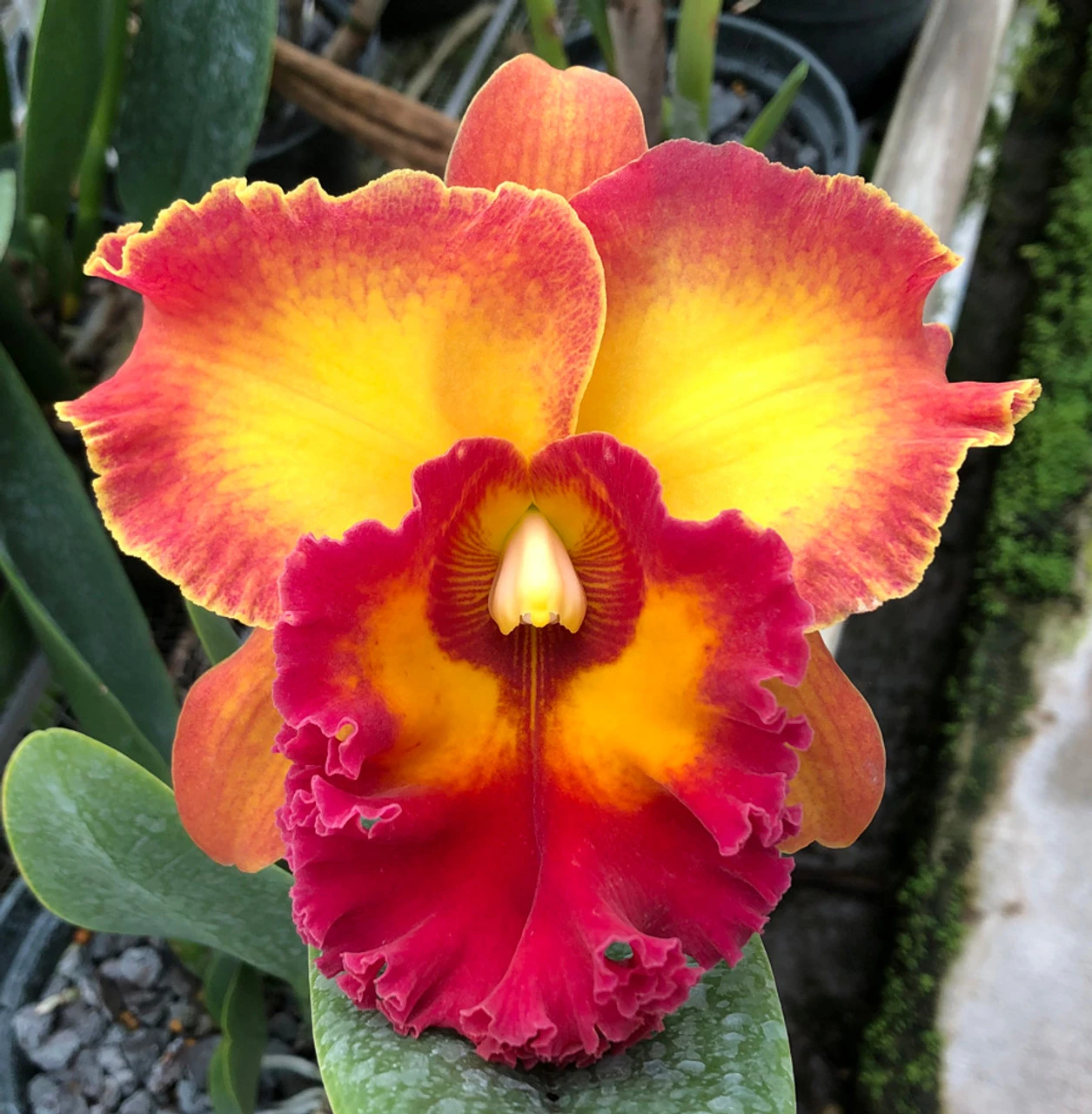 Cattleya Chomthong Fancy