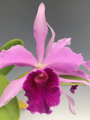 Cattleya dupreana