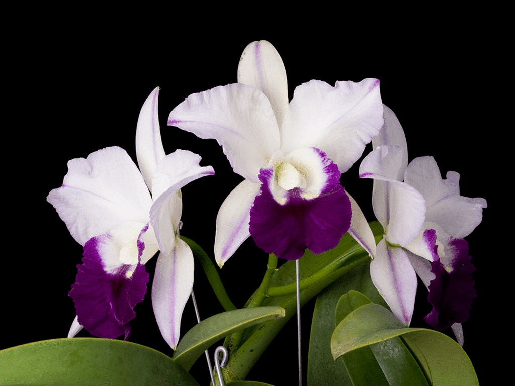 Cattleya Mem. Robert Strait - Image 2