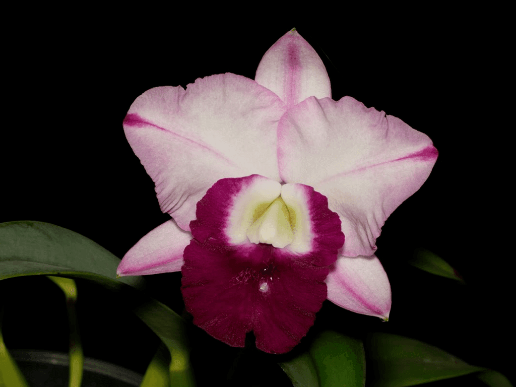 Cattleya Mem. Robert Strait