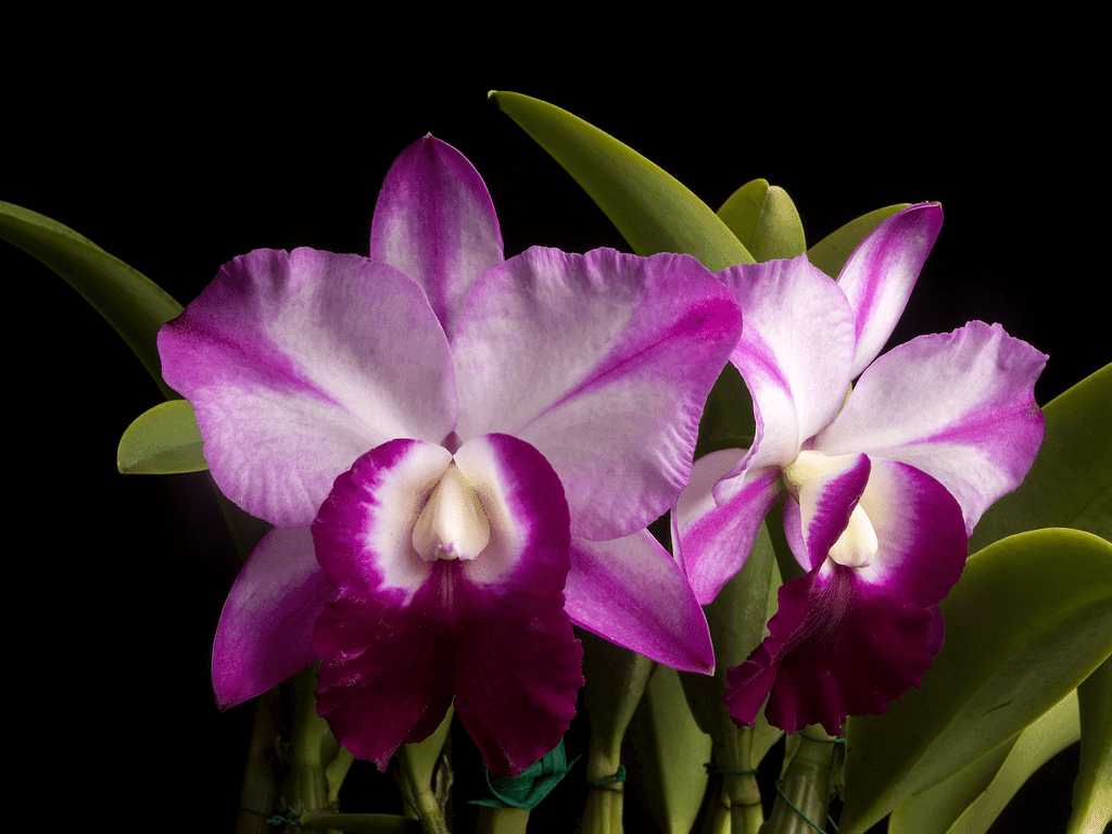 Cattleya Mem. Robert Strait - Image 3