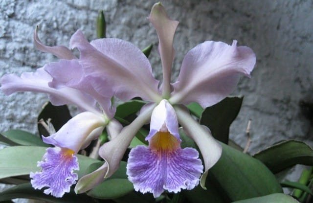 Cattleya Whitei Coerulea