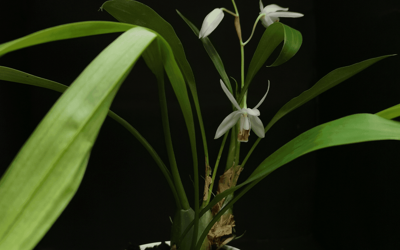Coelogyne huettneriana - Image 2