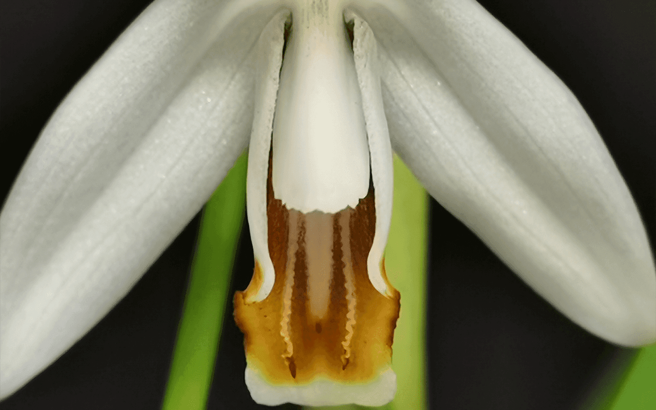 Coelogyne huettneriana - Image 3