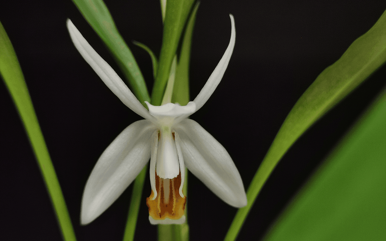 Coelogyne huettneriana