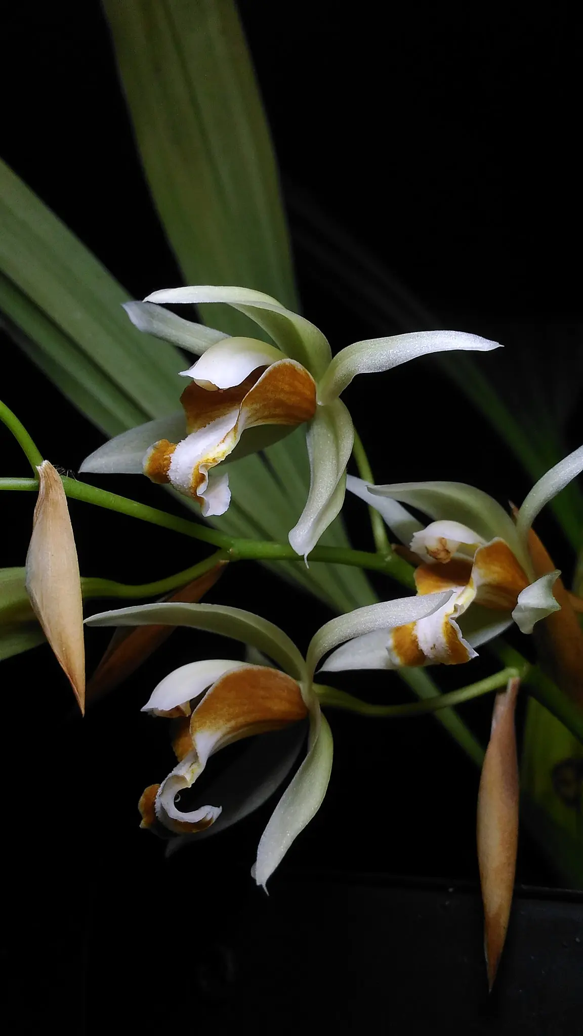 Coelogyne trinervis - Image 2