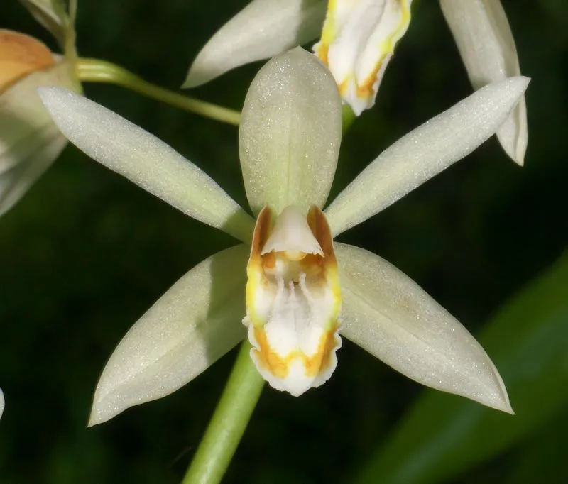 Coelogyne trinervis